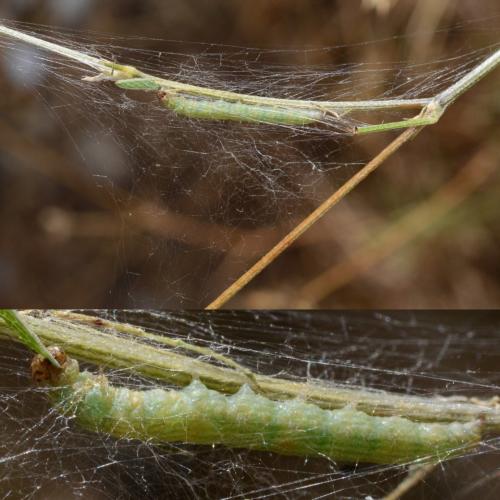 Réf. 266 702 : Phycitinae inconnu